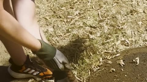 Cute Armadillo Rescued From Hole!