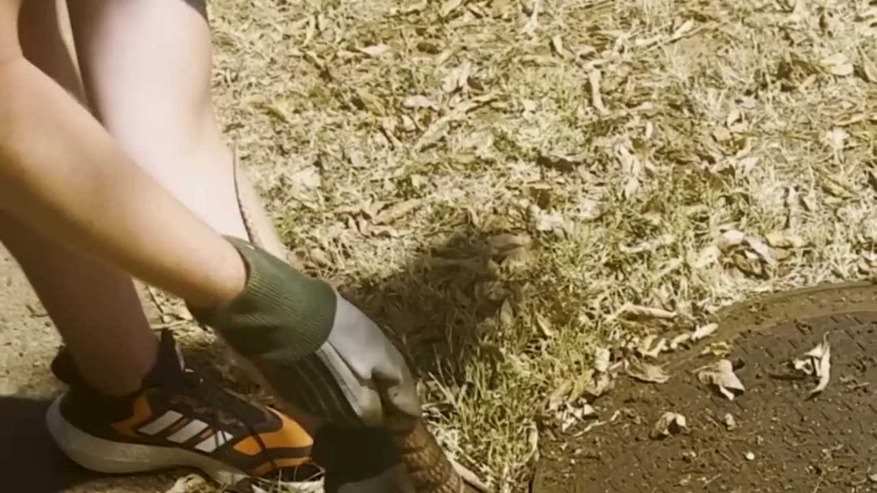 Cute Armadillo Rescued From Hole!