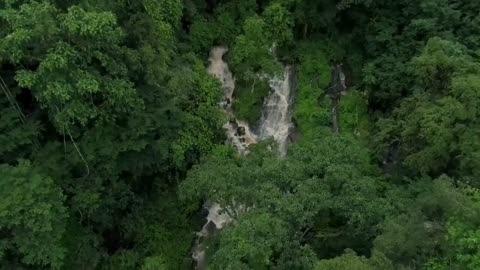 Yayo forest