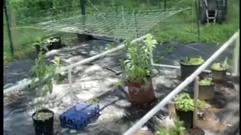 Automated garden growth