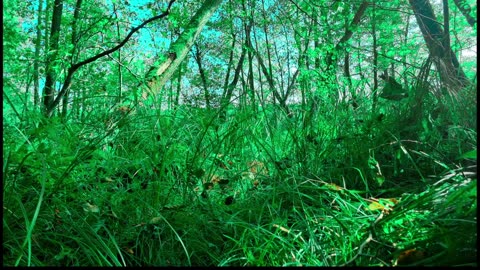 Green Radio: 24/7 Concert of Birds and Nature Sounds