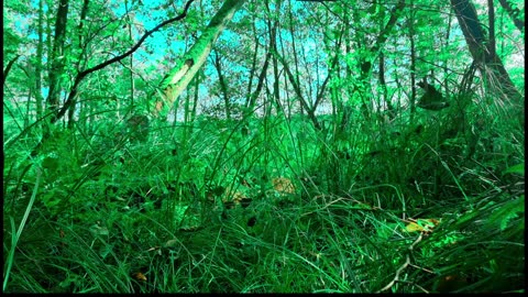 Green Radio: 24/7 Concert of Birds and Nature Sounds