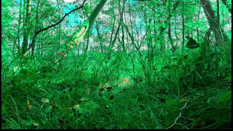 Green Radio: 24/7 Concert of Birds and Nature Sounds
