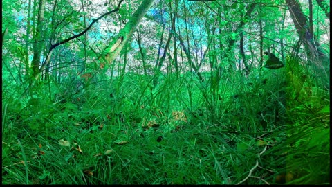 Green Radio: 24/7 Concert of Birds and Nature Sounds