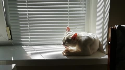 Cats video cute cats video #3