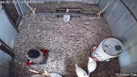 Millar Time Chicken Cam