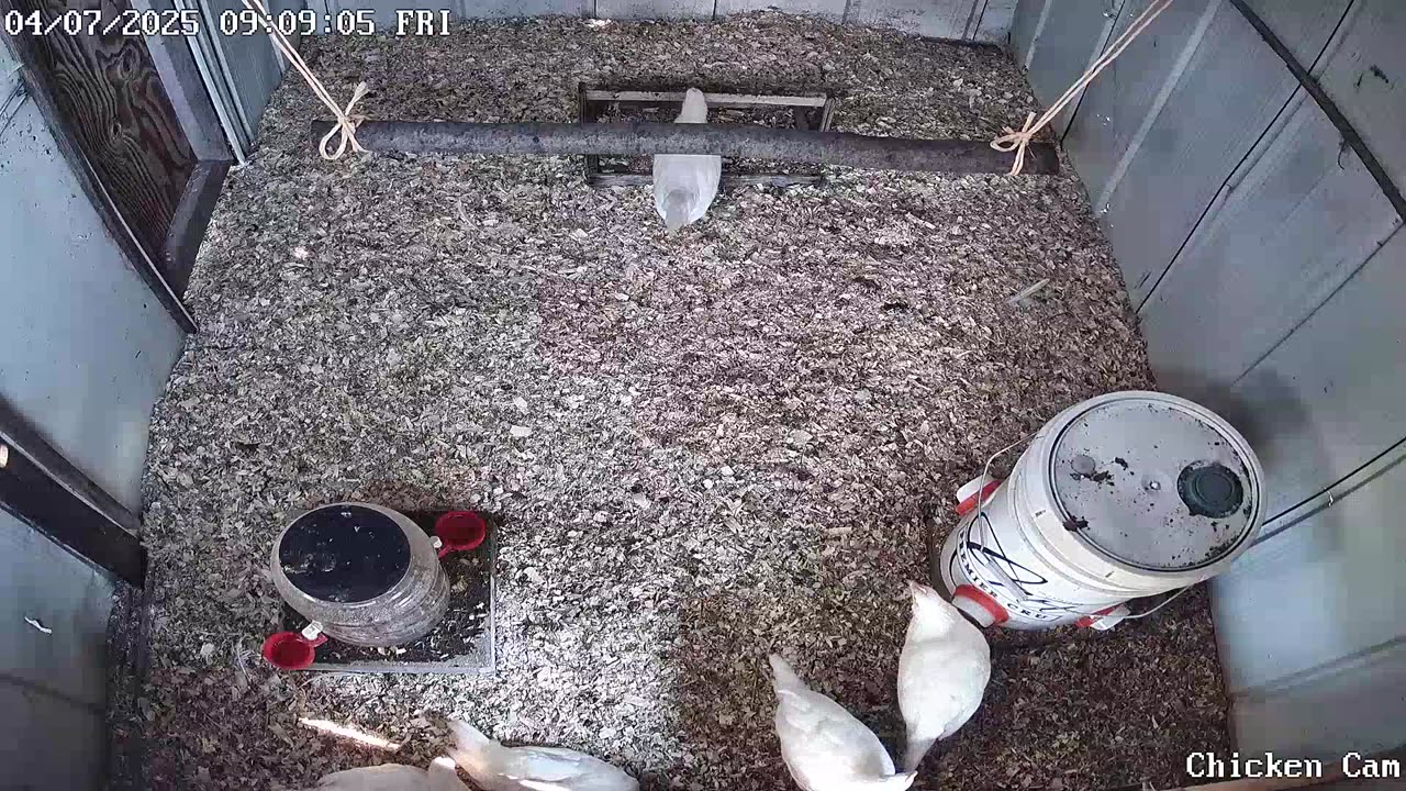 Millar Time Chicken Cam