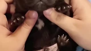 Rescued a puppy thrown in the trash