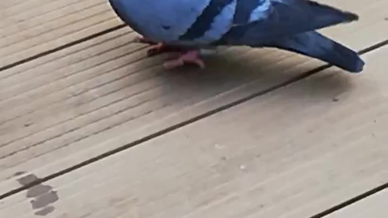 Pigeon wants some french fries :) - In a restaurant