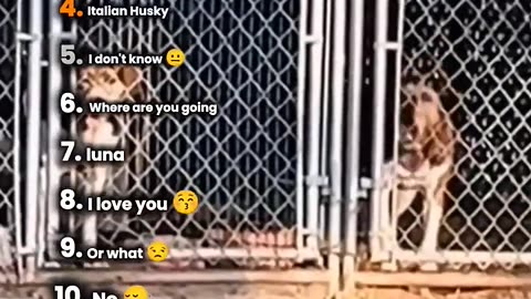 Ranking Dogs Speaking English