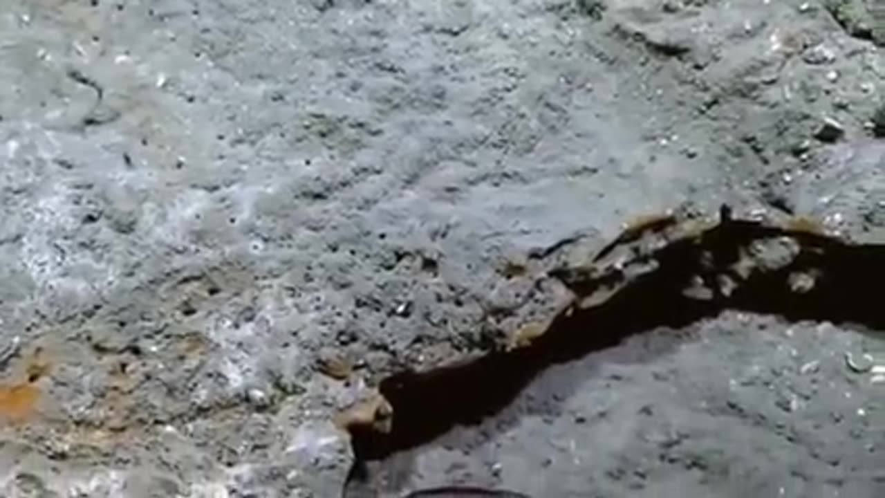 MARINE SCIENTISTS TERRIFIED AFTER FLORIDA'S OCEAN FLOOR JUST COLLAPSED❗