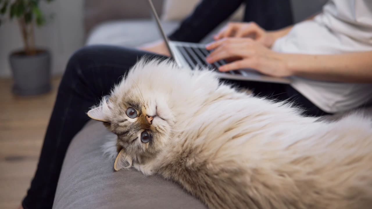 Pawfect LOLs | Best of the Week #3