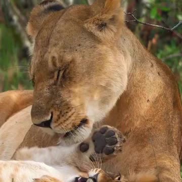 A Mother's Love in the Wild 🦁💛 | Happy Mother’s Day | Sounds of Nature