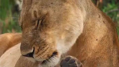 A Mother's Love in the Wild 🦁💛 | Happy Mother’s Day | Sounds of Nature