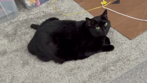 Cute Precious Piper Looks Super Cute at the Office - My Adopted Shelter Cat Vlog