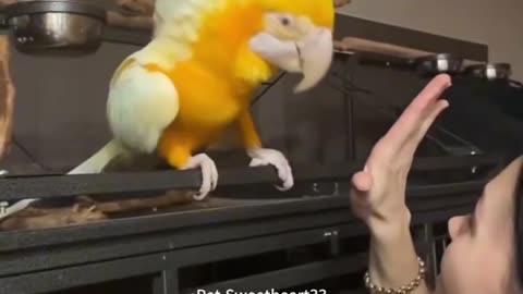 Funny parrot
