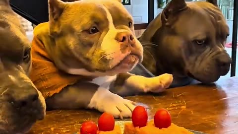 Bolinho de Carne com Creme de Cenoura e Tomate 😋🐾 #americanbully