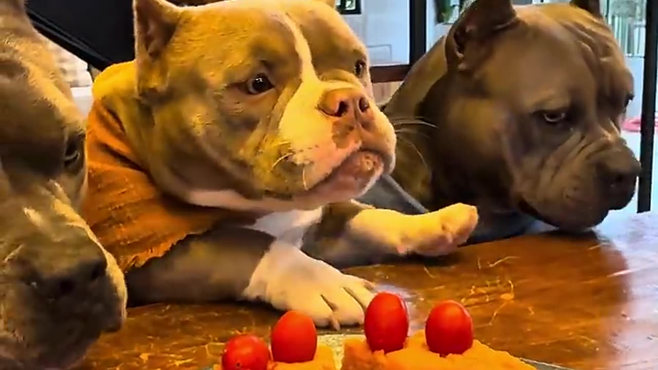Bolinho de Carne com Creme de Cenoura e Tomate 😋🐾 #americanbully