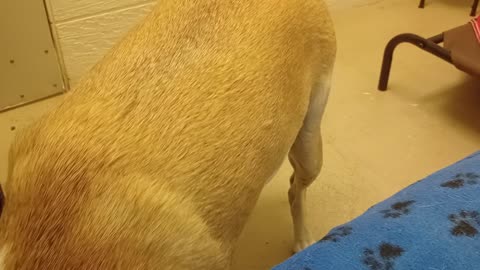 Venus 10y A851996@TRN but she's in foster now & needs a forever adopting home I Love Venus2025824123
