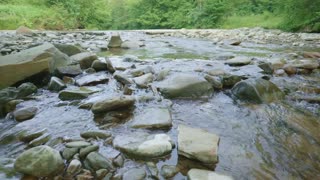 Green Radio: 24/7 Concert of Birds and Nature Sounds