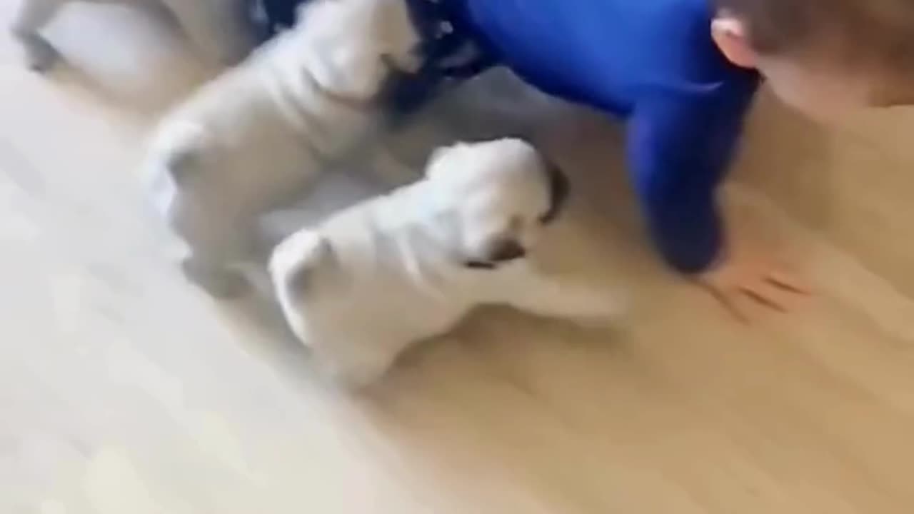 FUNNY ANIMAL COMPILATIONS - PART 23
