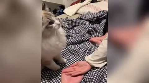 FUNNY ANIMALS VIDEOS