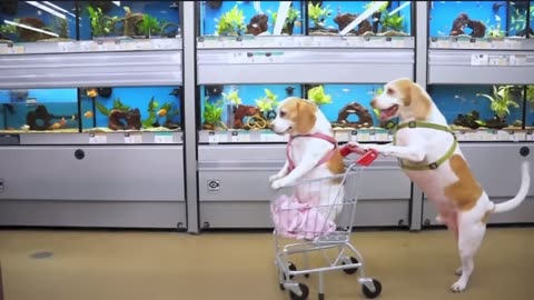 When your friend says: Just sit, I’ll push 😍🥰🐶