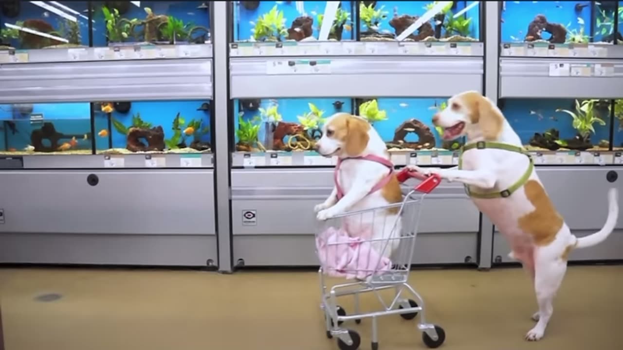 When your friend says: Just sit, I’ll push 😍🥰🐶