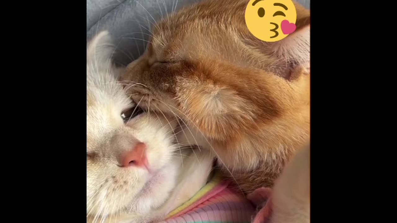 The funniest cat moments