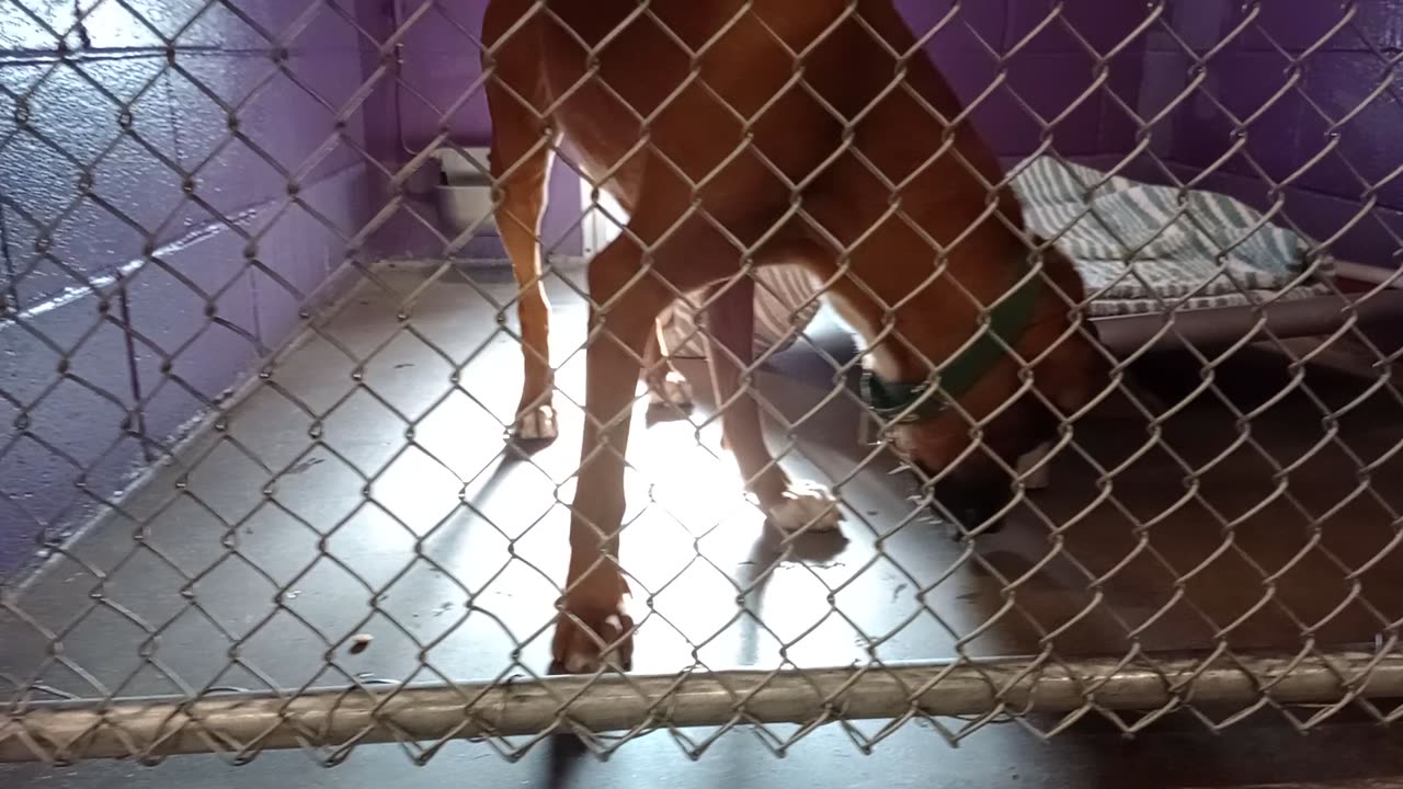 Rio 1y Pet Id 946669 kennel 5 HSSAZ shelter 460