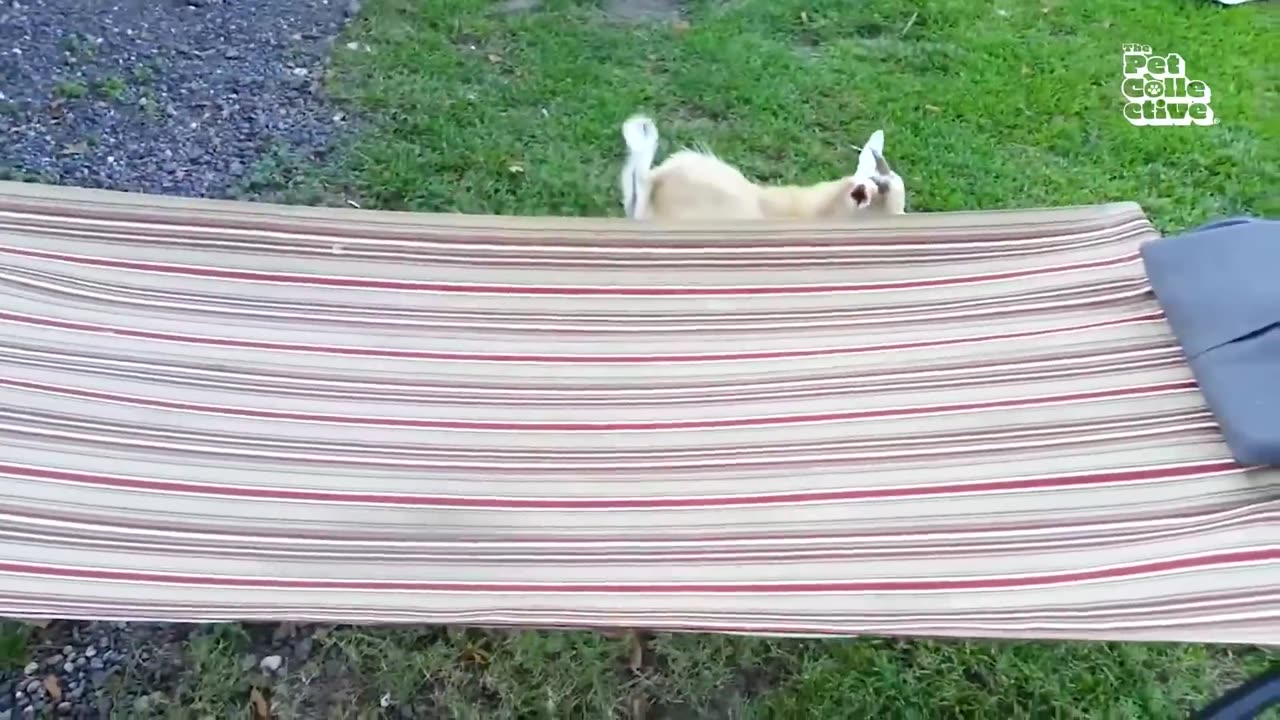 Funny animal Video