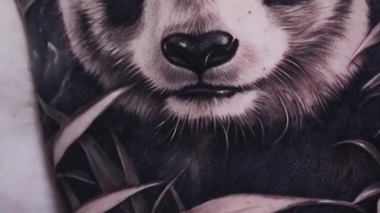 Beautiful Panda - Jose Contreras TX
