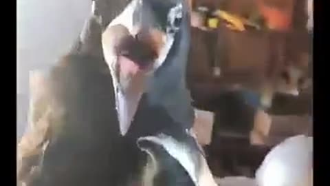 😂🐦 Bird in the Garage: The Funniest Solution! | FunFM