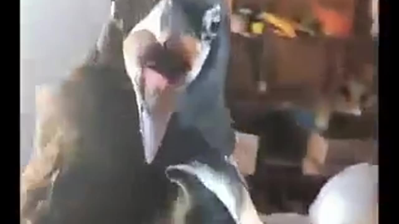 😂🐦 Bird in the Garage: The Funniest Solution! | FunFM
