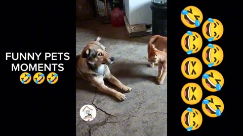 Funniest Moments of Dogs and Cats 😂🤣