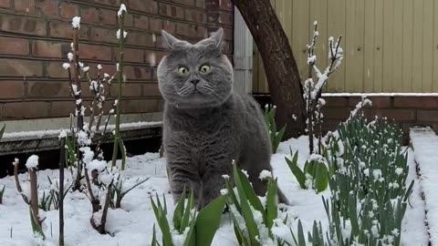 Cat Marvels At Snowfall