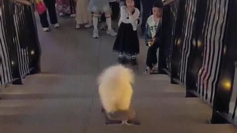 The dog playing skateboard attracted the attention of passersby.