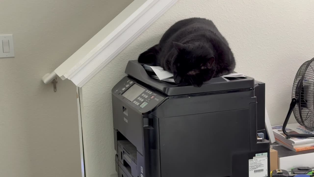Cute Precious Piper is Aware of the Camera - Adopting a Cat from a Shelter Vlog