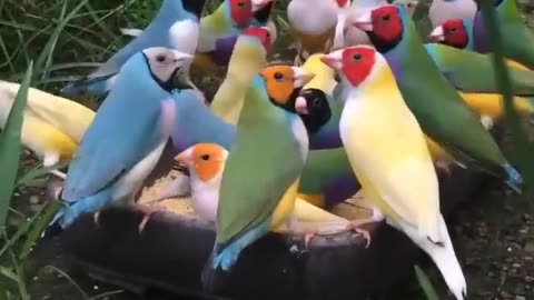 Free birds