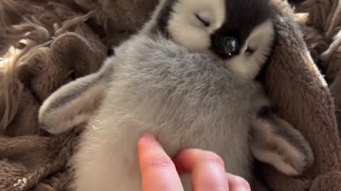 Sleepy Penguin, Softest Moment Soft light, warm blanket, and one sleepy little penguin.