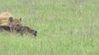 Buffalo & Calf