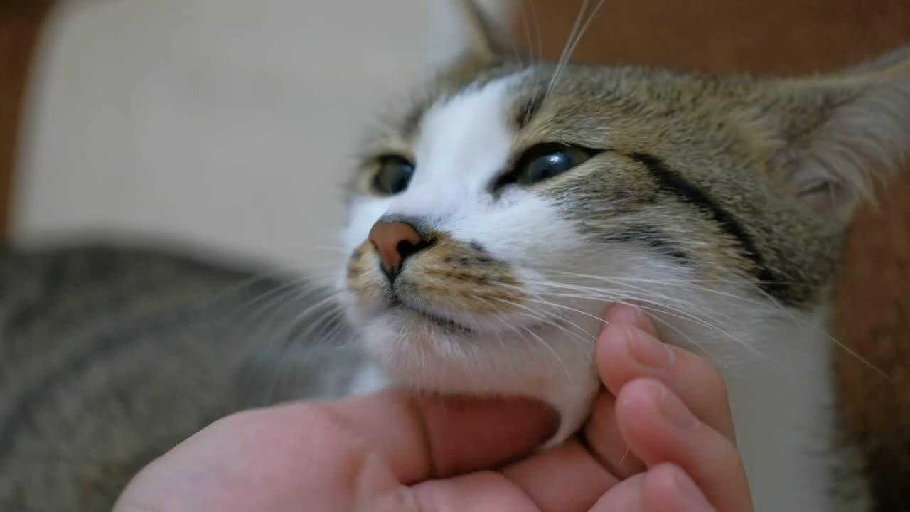 Cute cat purring 🥰😍😺❤
