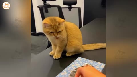 hilarious cats and dogs doing the funniest things part 31