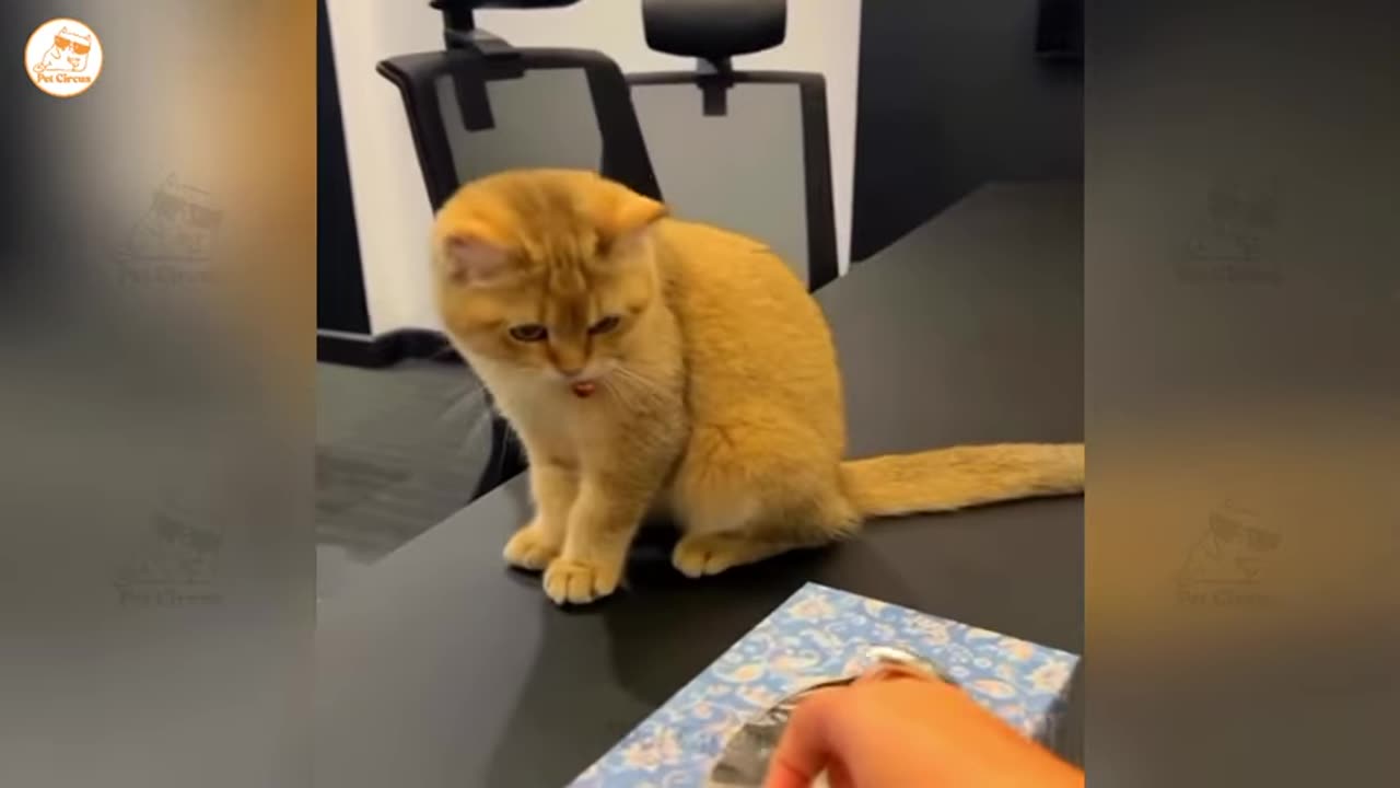 hilarious cats and dogs doing the funniest things part 31