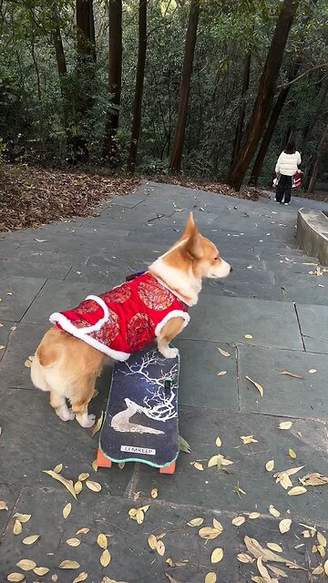 Dog Intelligence Level ⭐ #shortvideo #doglover #viral #animallover #rumble