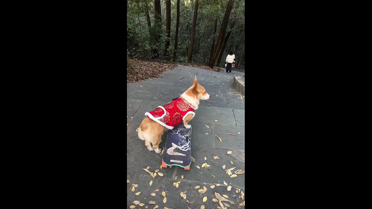 Dog Intelligence Level ⭐ #shortvideo #doglover #viral #animallover #rumble