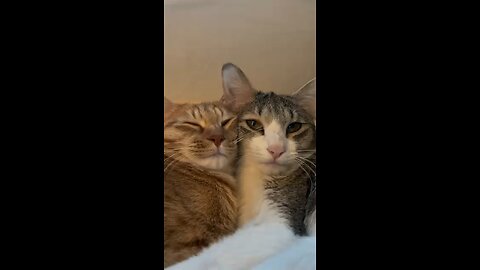 funny two cats