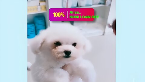 Funny Dogs cant stop rolling