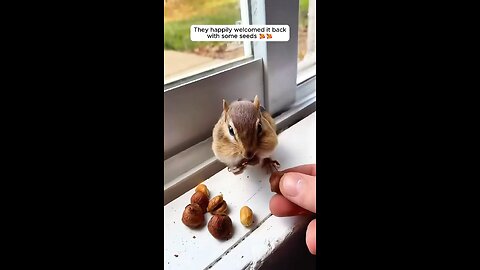 This boy rescued a baby chipmunk from drowning and then ... #chipmunk #cuteanimals #animallovers