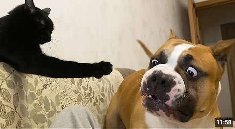 Funniest Animals in The World 🤣 Best Dogs & Cats Videos 2025 🎥